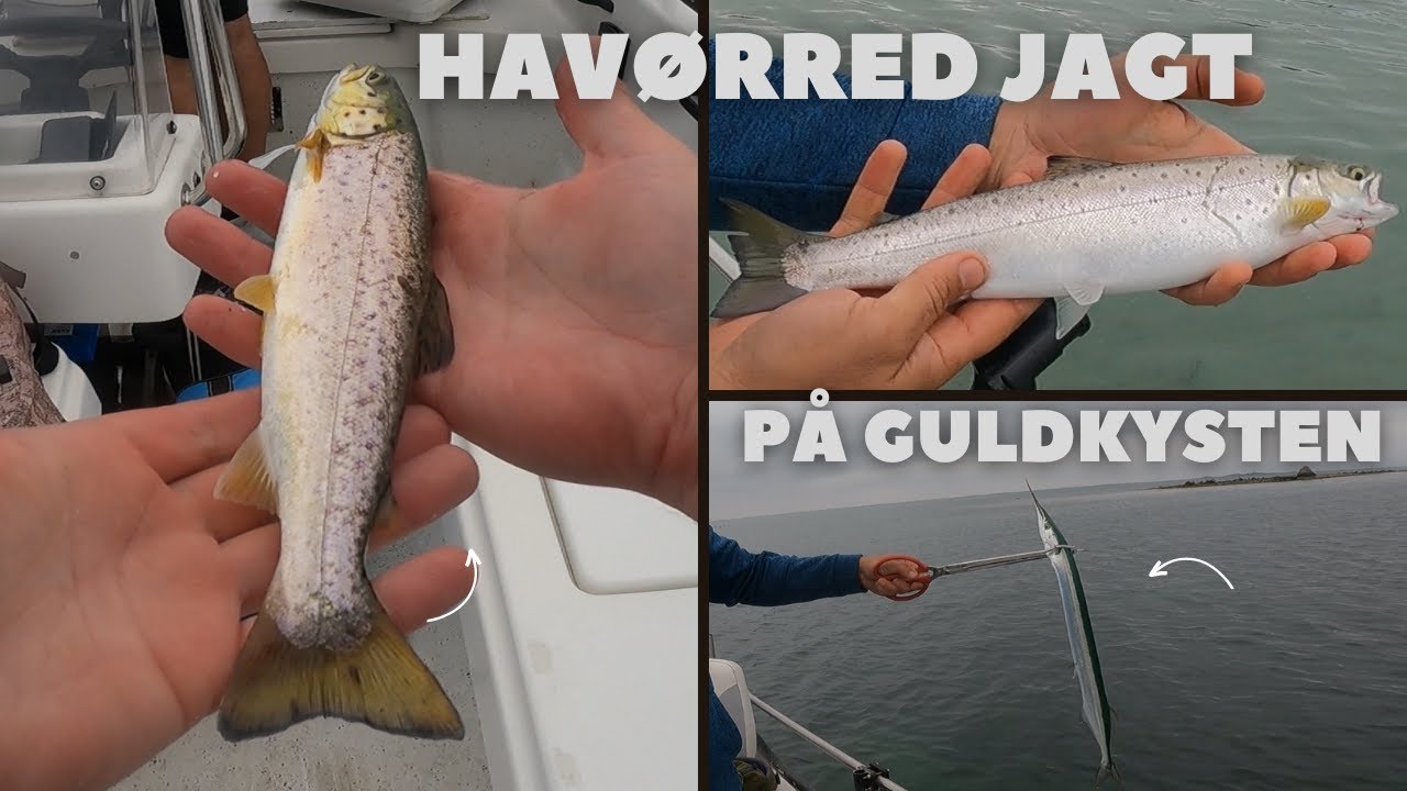 Havørred jagt på guldkysten fra båd