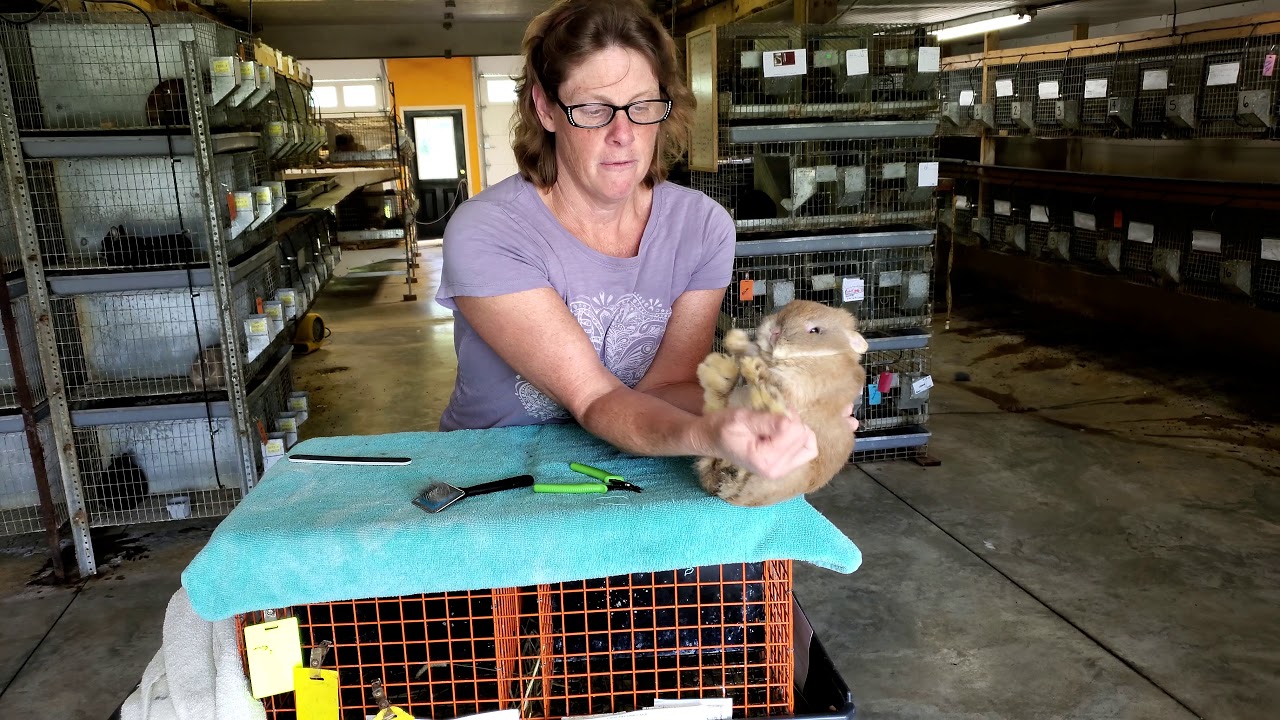 Grooming for Netherland Dwarfs