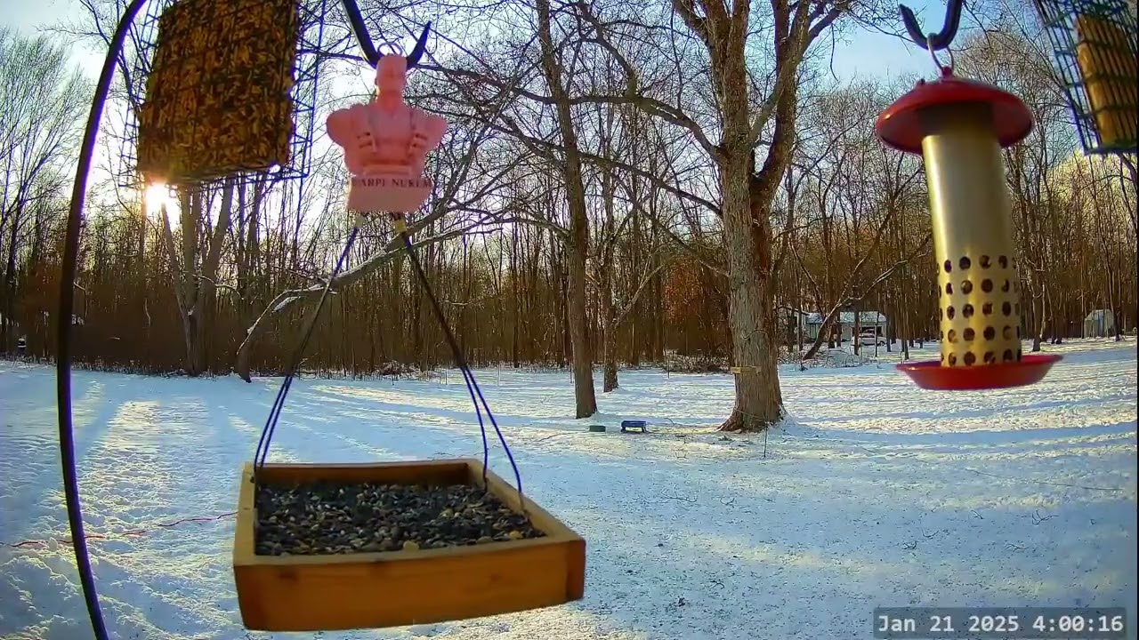 *On This NIght 1 Year Ago* Winter Bird, Deer & Critter Cam