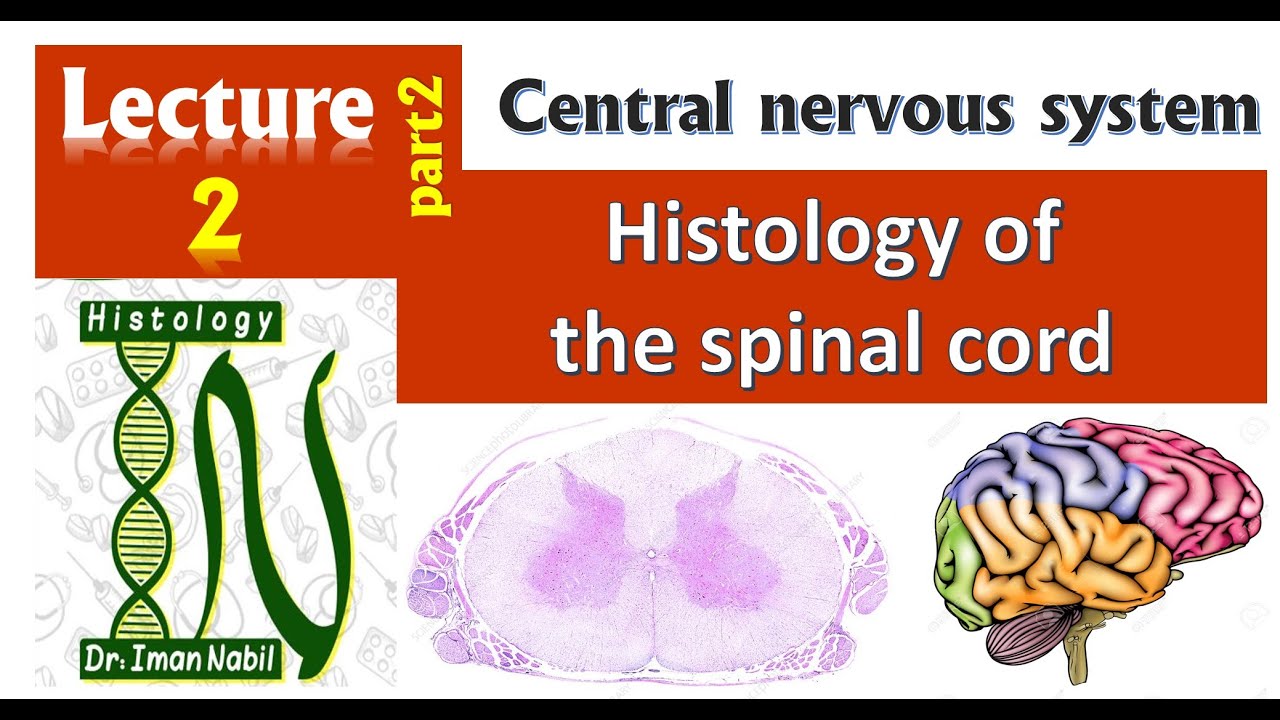 2b-Histology of Spinal cord-CNS