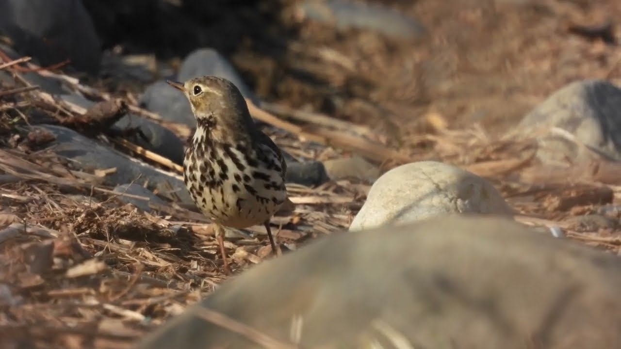 タヒバリとビンズイ🤎そっくりな鳥さん😅