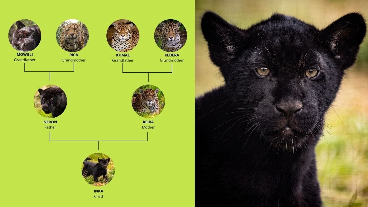 The Jaguar Family Tree (3 Generations)