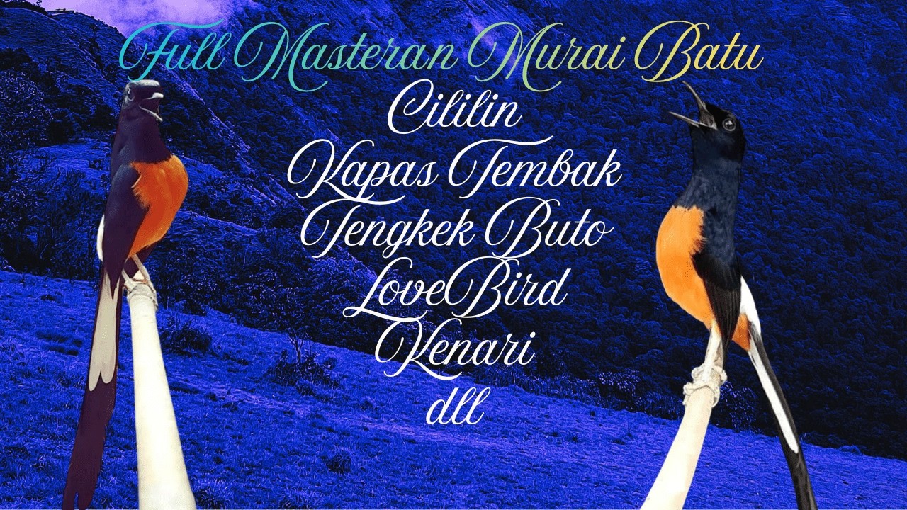 Pancingan Dahsyat FULL Emosi Murai BATU