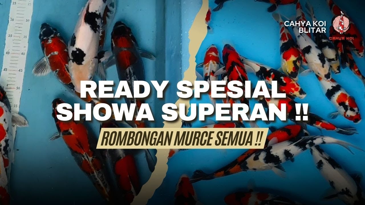 READY STOK SPESIAL SHOWA SUPERAN BOSKU !! SEMUA IKANNYA ENAK DIPANDANG HARGA NYA JUGA MURCE MURCE !!