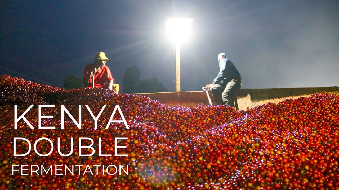 KENYA: Double Fermentation in 60 secs