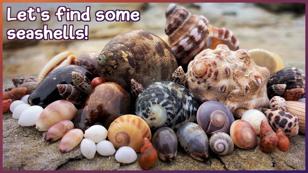 Finding Seashells at Sunrise | Low Tide Shelly Treasures #shelling #shell