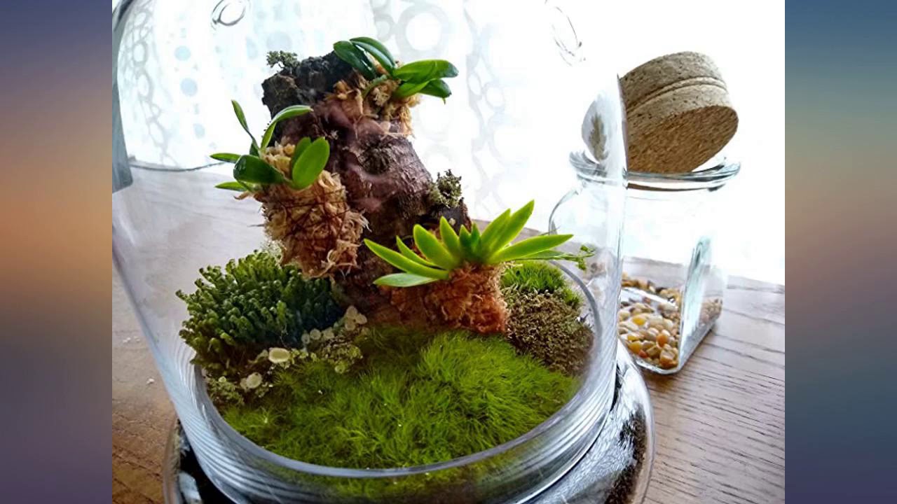 BLOOMIFY Miniature Miniature Orchid Terrarium - Zero Care - 4