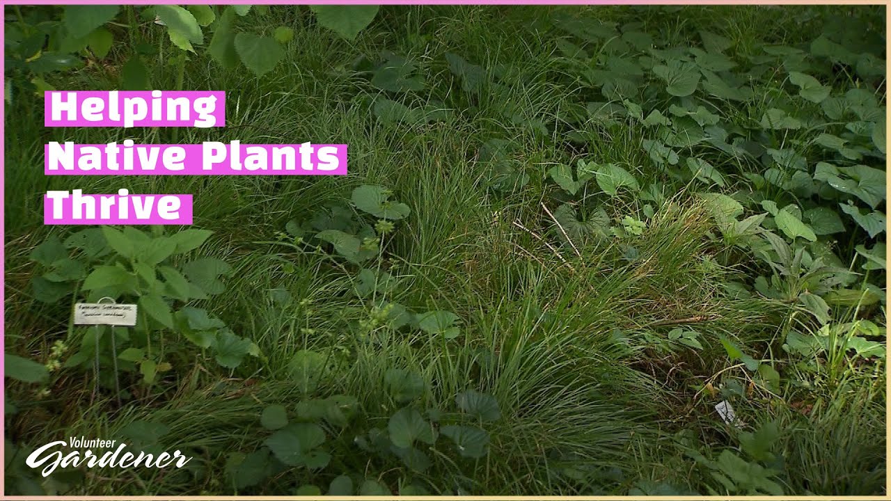 Natives in Plain Sight | Volunteer Gardener