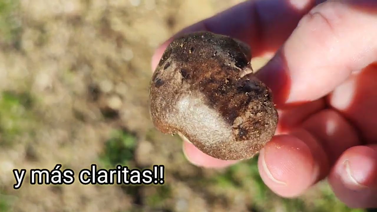 C&oacute;mo son las setas de cardo, champi&ntilde;ones y senderuelas