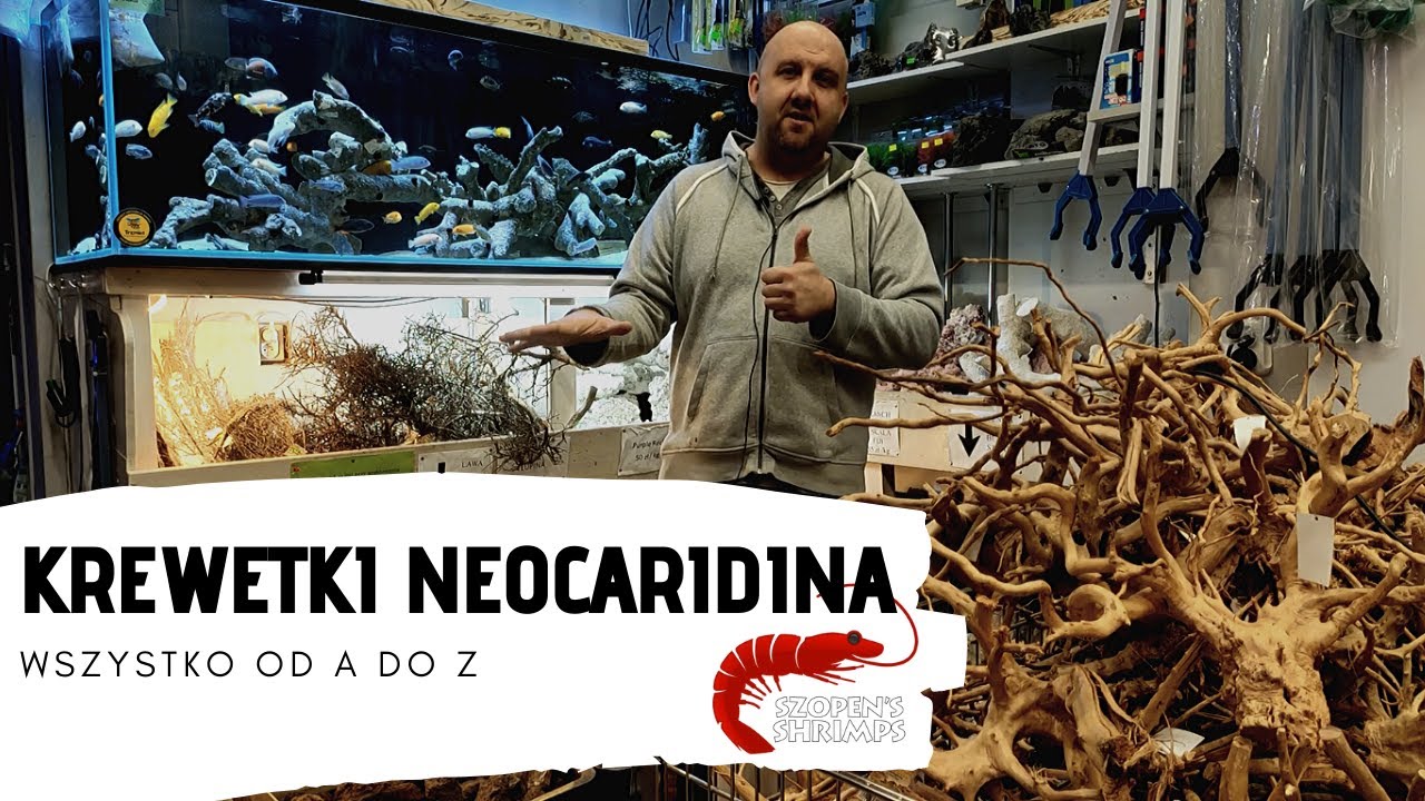 KREWETKI NEOCARIDINA - OD CZEGO ZACZĄĆ / ZAKŁADAMY KREWETKARIUM OD A DO Z #2