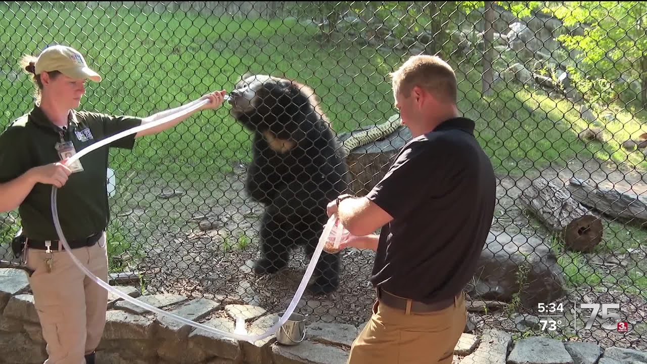 Zach at the Zoo - The Sloth Bear