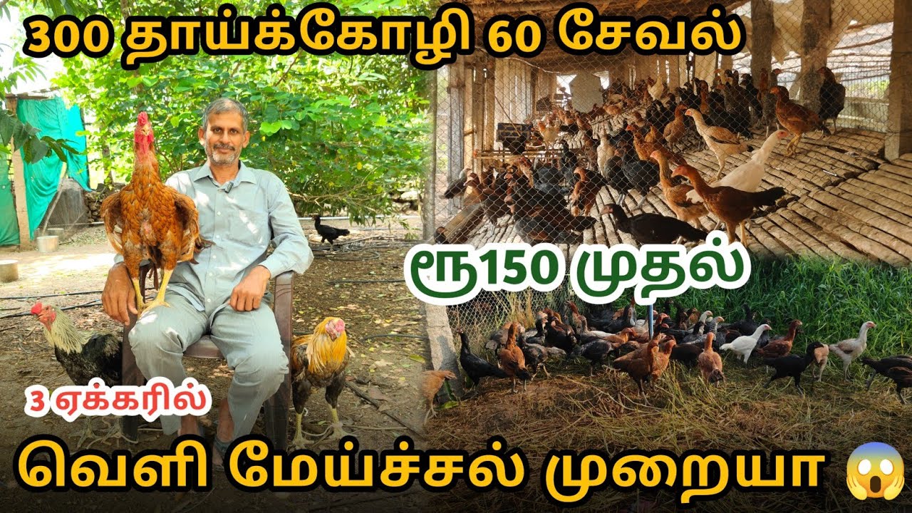 2 கோழியில்🐓ஆரம்பித்தேன் இன்று மாதம் 2500 குஞ்சுகள் விற்பனை 🐥 || பெருவிடை