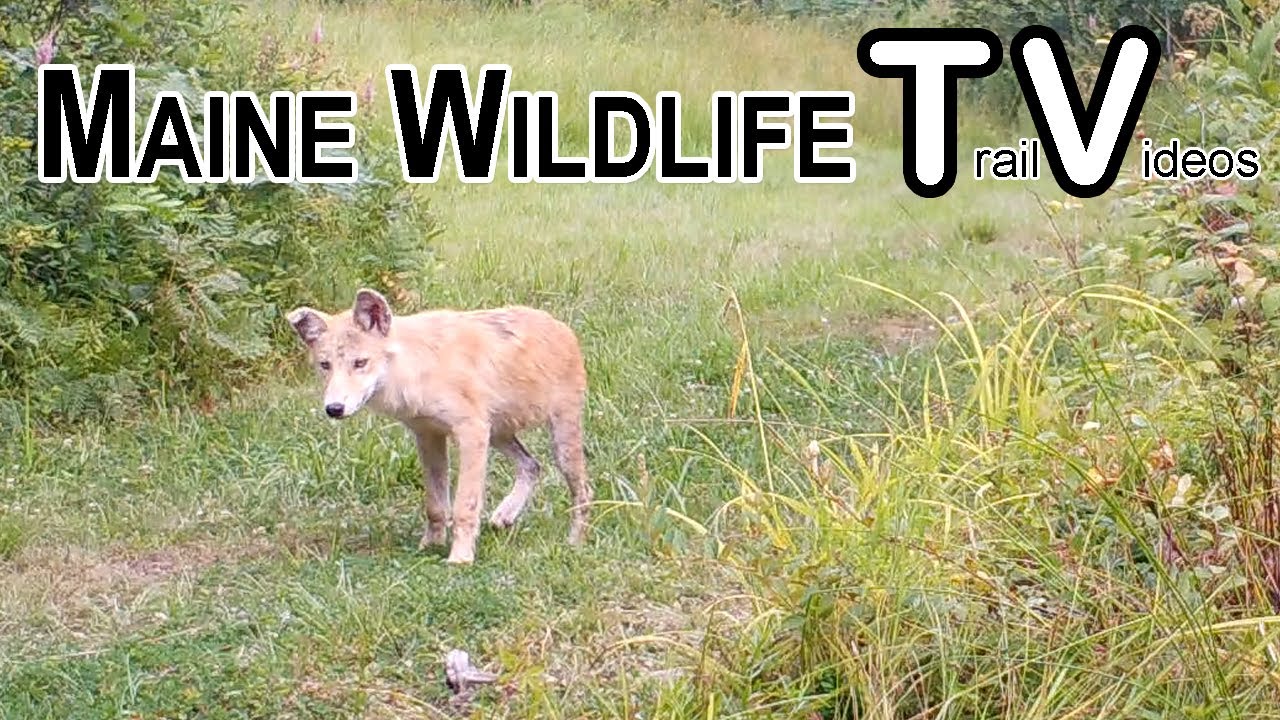 September 2025 - Maine Wildlife Trail Video /Does /Fawns /Bucks/Turkeys/ Coyote/Bear