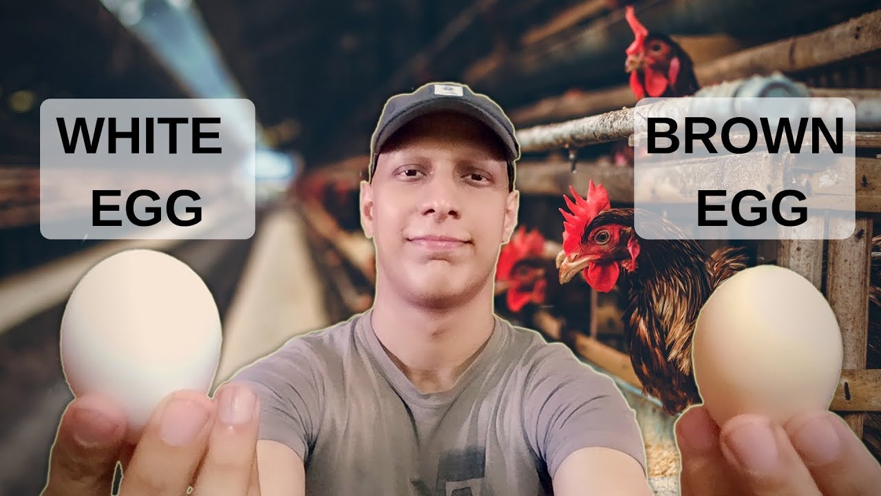 Brown Eggs (Desi) vs White Eggs (Farm)