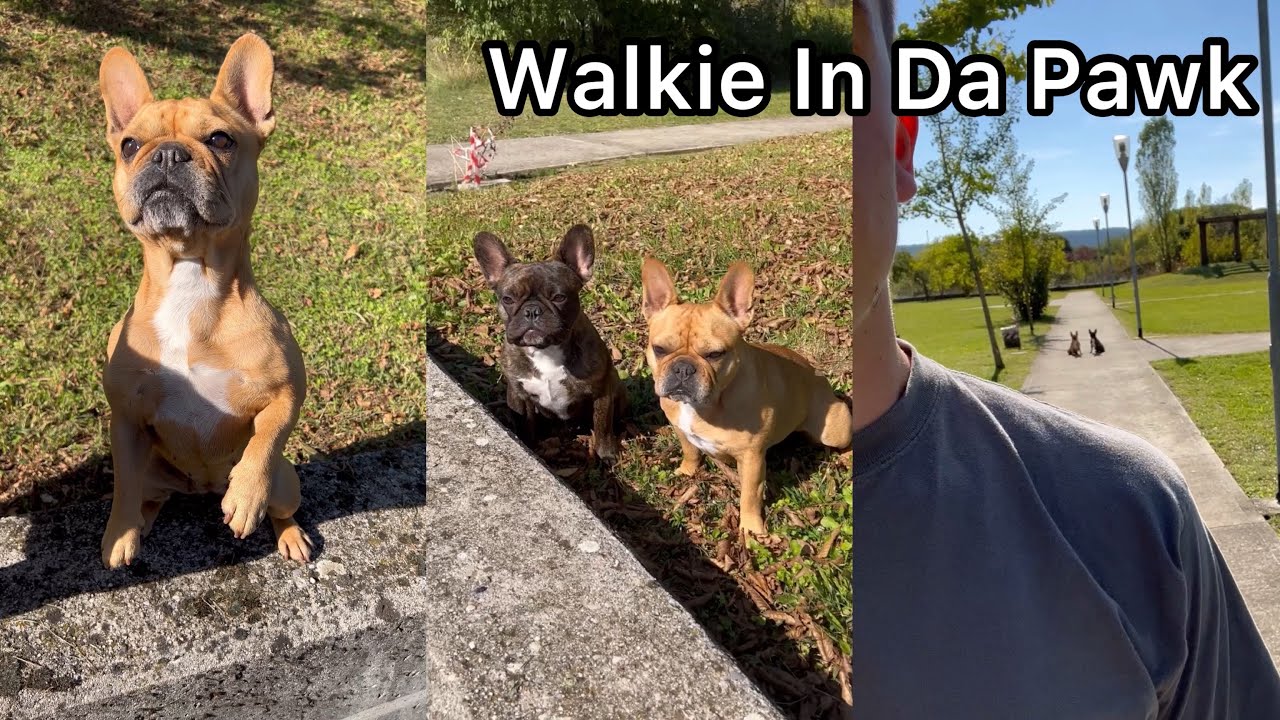 My Dogs Love Their Dog Park