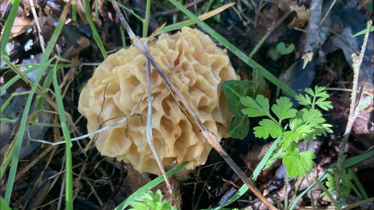 Morilles 2024 .. premières morilles pour Alain et Christine 👍👍