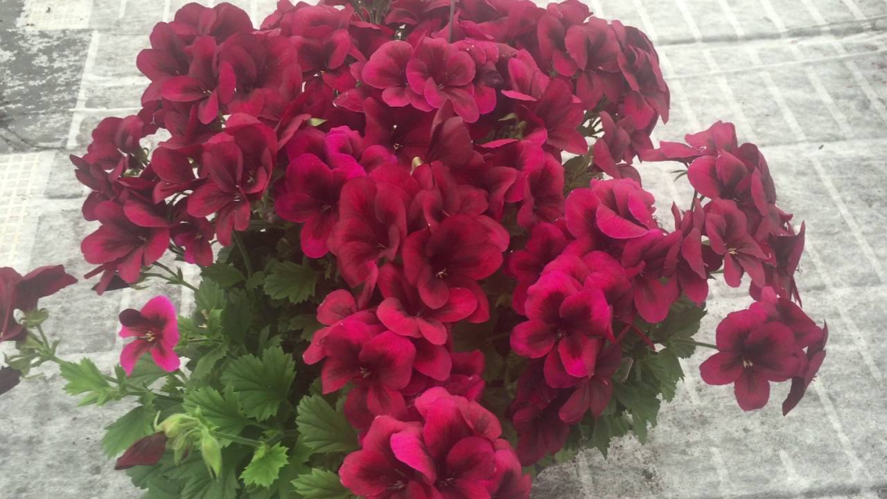 Regalia Chocolate - Pelargonium