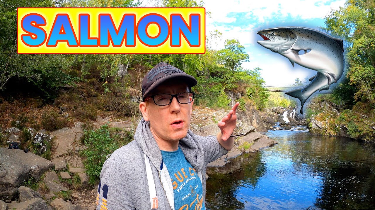 The Jumping Salmon of Rogie Falls: A Scotland Nature Adventure 🏴󠁧󠁢󠁳󠁣󠁴󠁿 #24