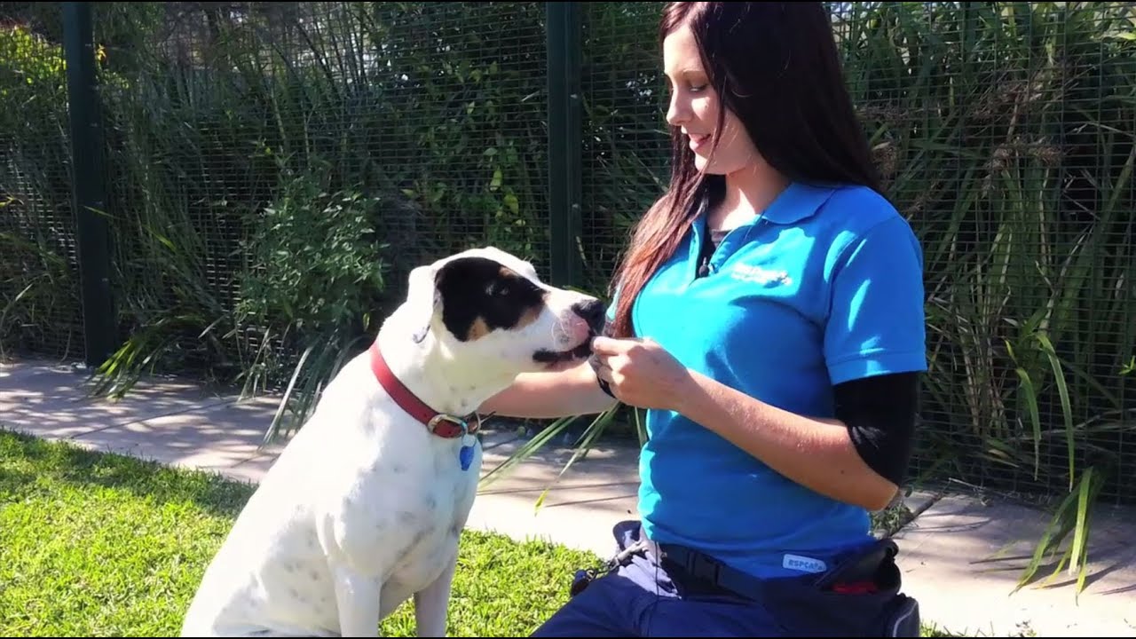 RSPCA NSW Short Tails - Один день из жизни сотрудника по уходу за животными