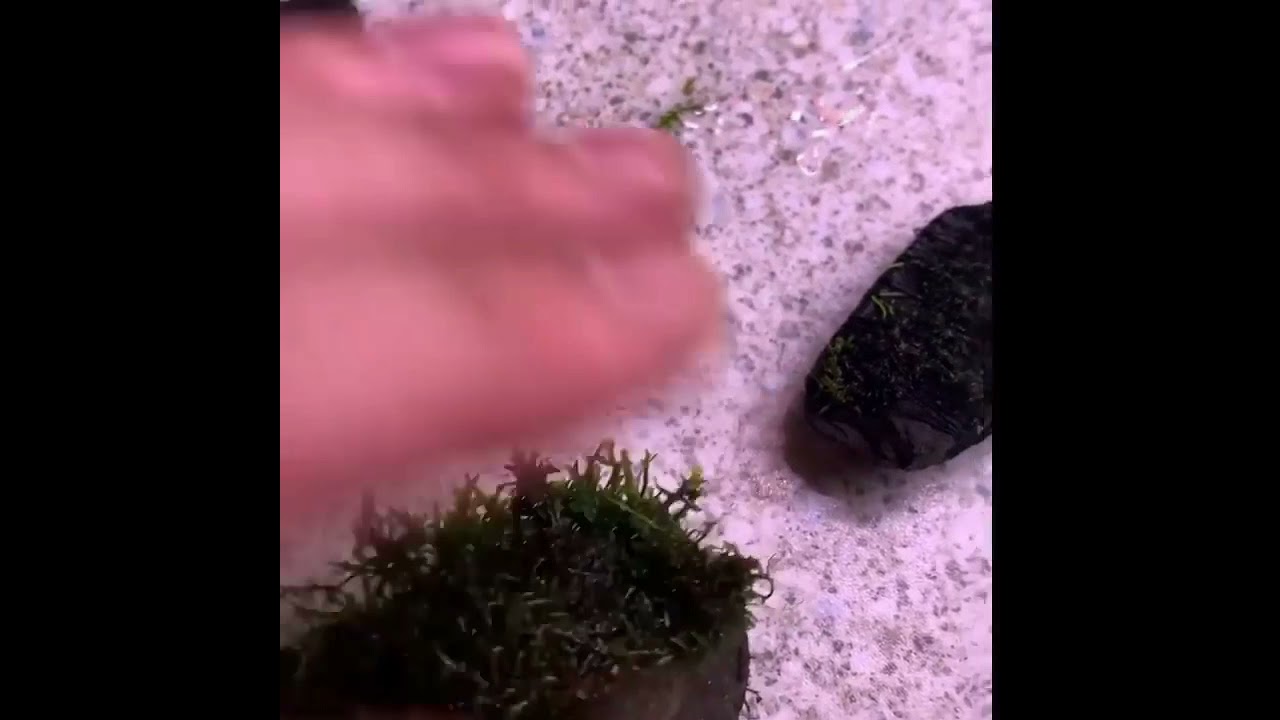 How to make aquarium moss rocks | Quick & Easy