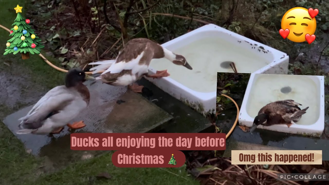 Ducks before Christmas! (OMG, this happened) 🥰#viral #duck #shortsfeed 