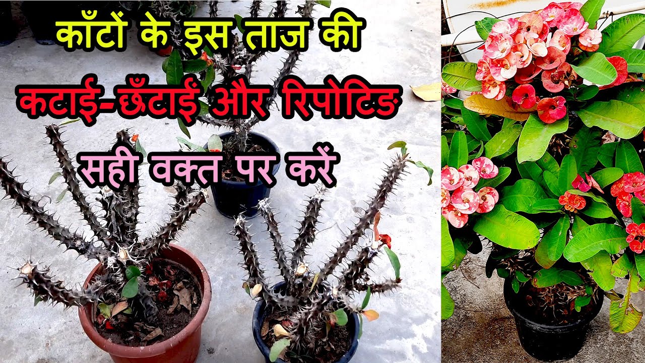 The ultimate guide to pruning your Euphorbia Milli : Tips for thriving flowering plants