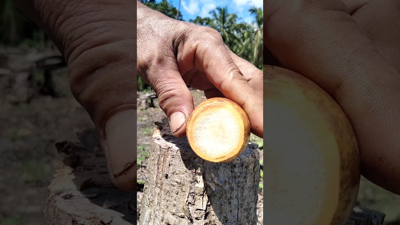The Surprising Powers of Super Fresh Betel Nut!