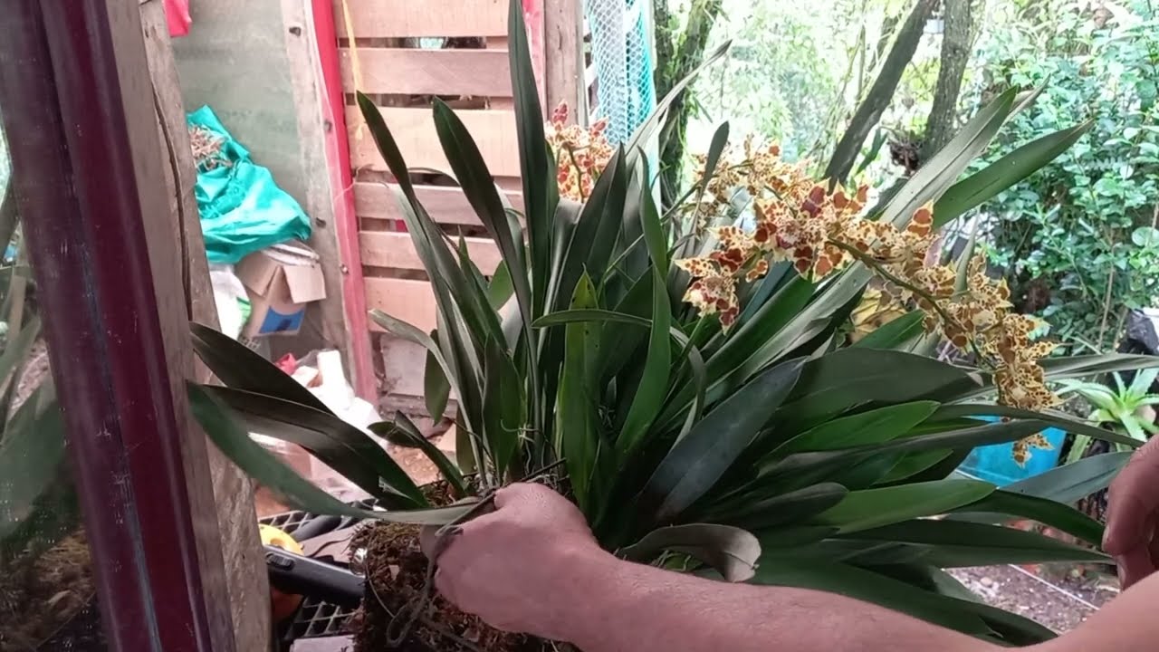 mantenimiento de orquídea odontoglossum  #plantas  #orquideas #papáplantil