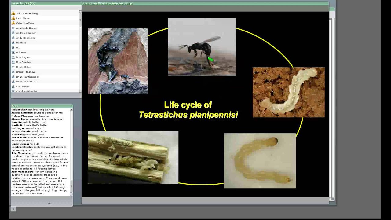 Biological Control of Emerald Ash Borer
