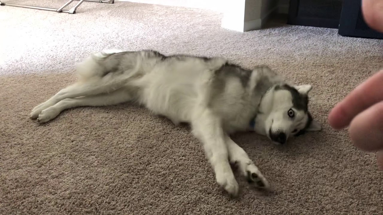 Husky Playing Dead