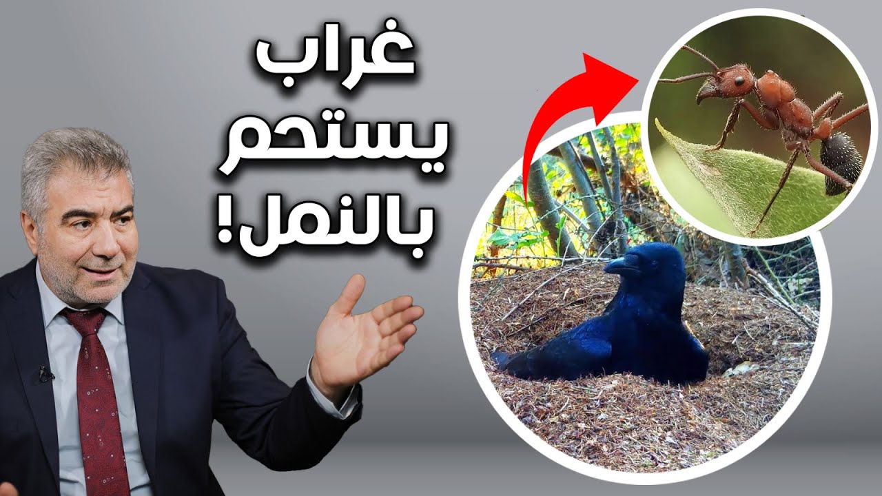 صدق أو لاتصدق غراب يستحم بالنمل! مشهد يستحق المشاهدة