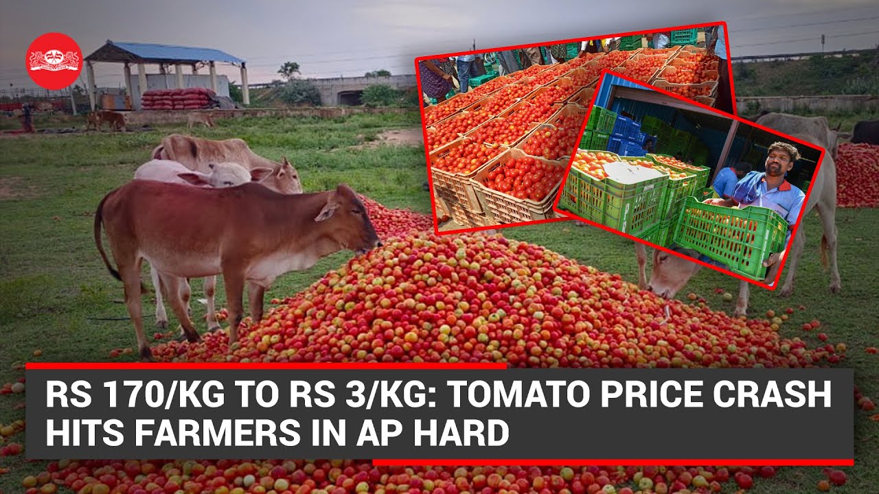 Rs 170/kg to Rs 3/kg: Tomato price crash hits farmers in AP hard
