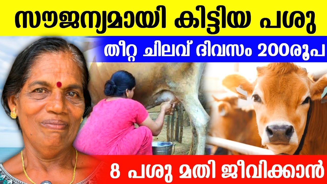 8പശു മതി ജീവിക്കാൻ!  തീറ്റ ചിലവ് കുറക്കാൻ വീട്ടമ്മ ചെയ്യുന്നത് ഇതാണ് | Dairy farming videos
