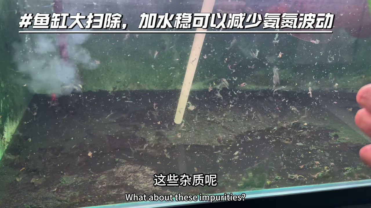 龙鱼如何上色时候减少鳞片起垢，发色之鳞片烤黑第二集#龙鱼饲养教程 #龙鱼鳞片质感