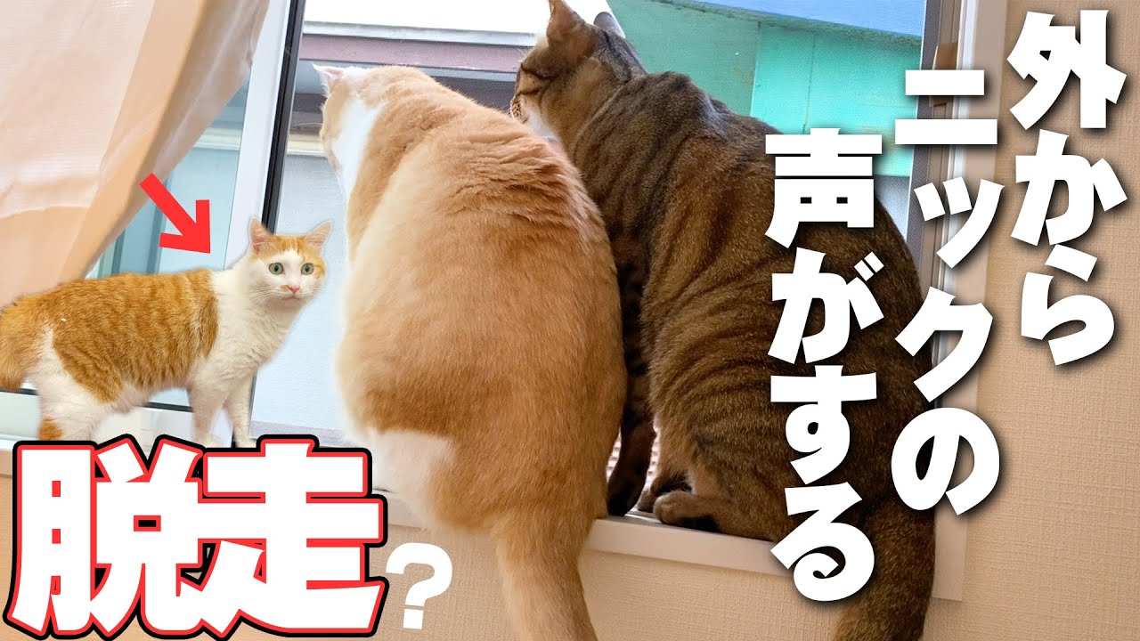 【大事件】窓の外からニックの鳴き声が聞こえてきた結果…