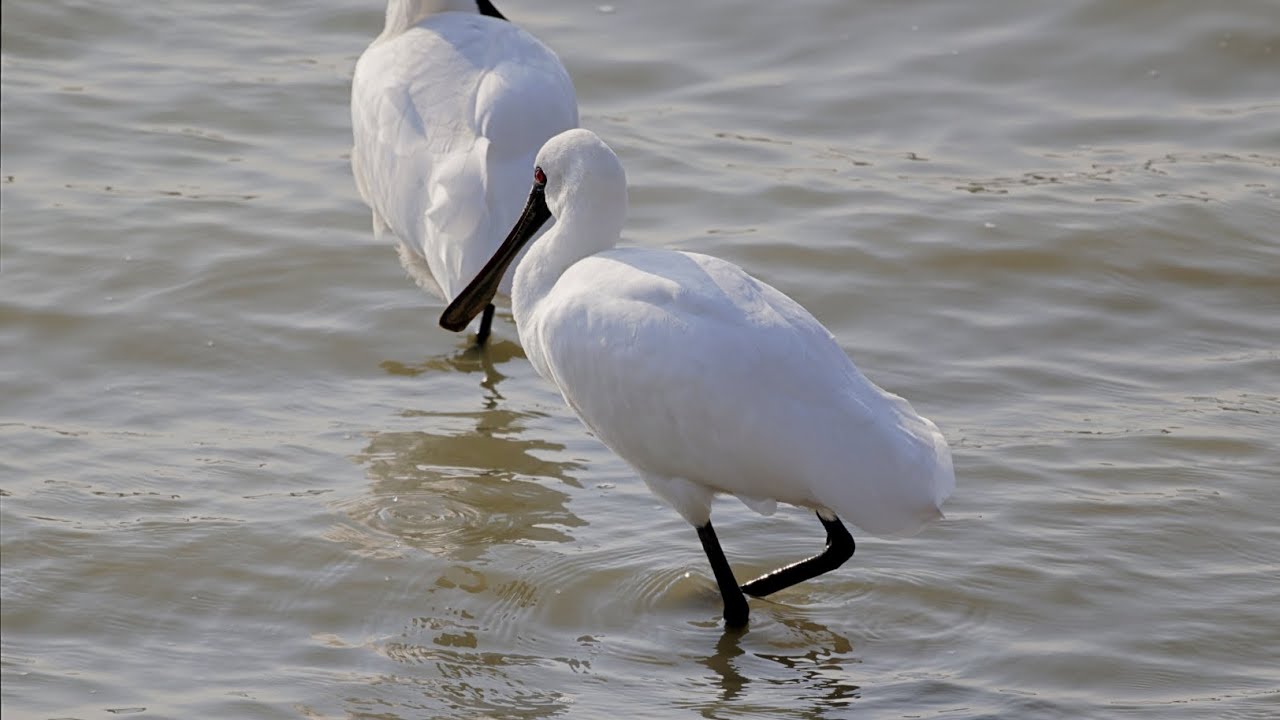 クロツラヘラサギ　野鳥　Black-faced spoonbill　Platalea minor　wildbirds　260127