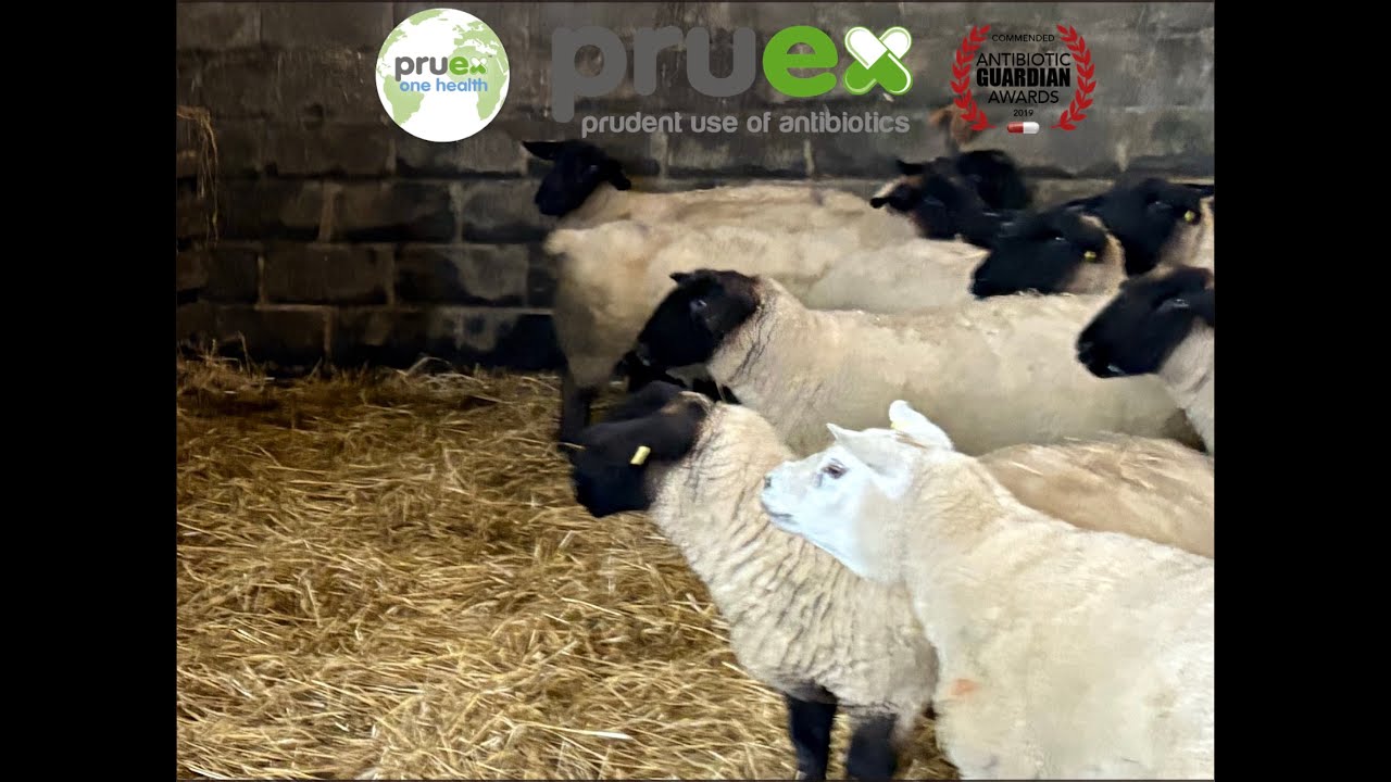 Pedigree sheep protection against infection