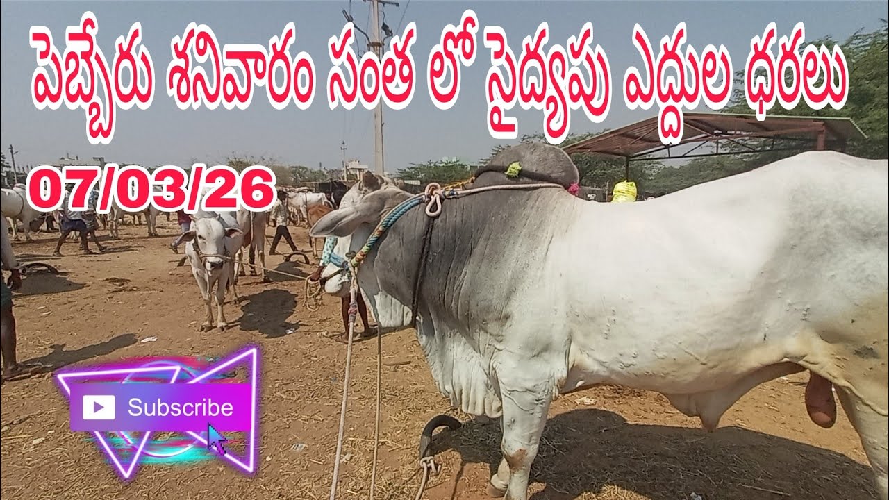 Video #2 | పెబ్బేరు సంతలో సేద్యపు ఎద్దుల ధరలు 🔥 Pebbair Saturday Market Farming Bulls Prices Today