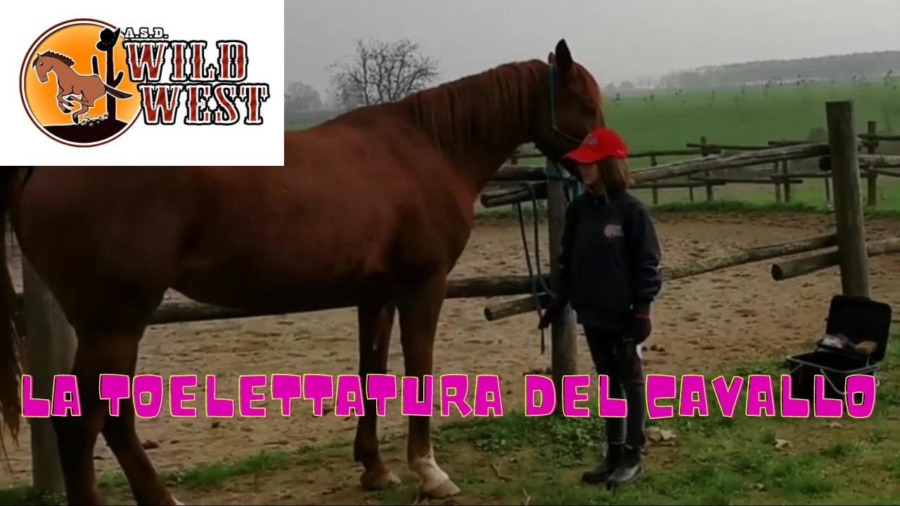 Tutorial toelettatura cavallo