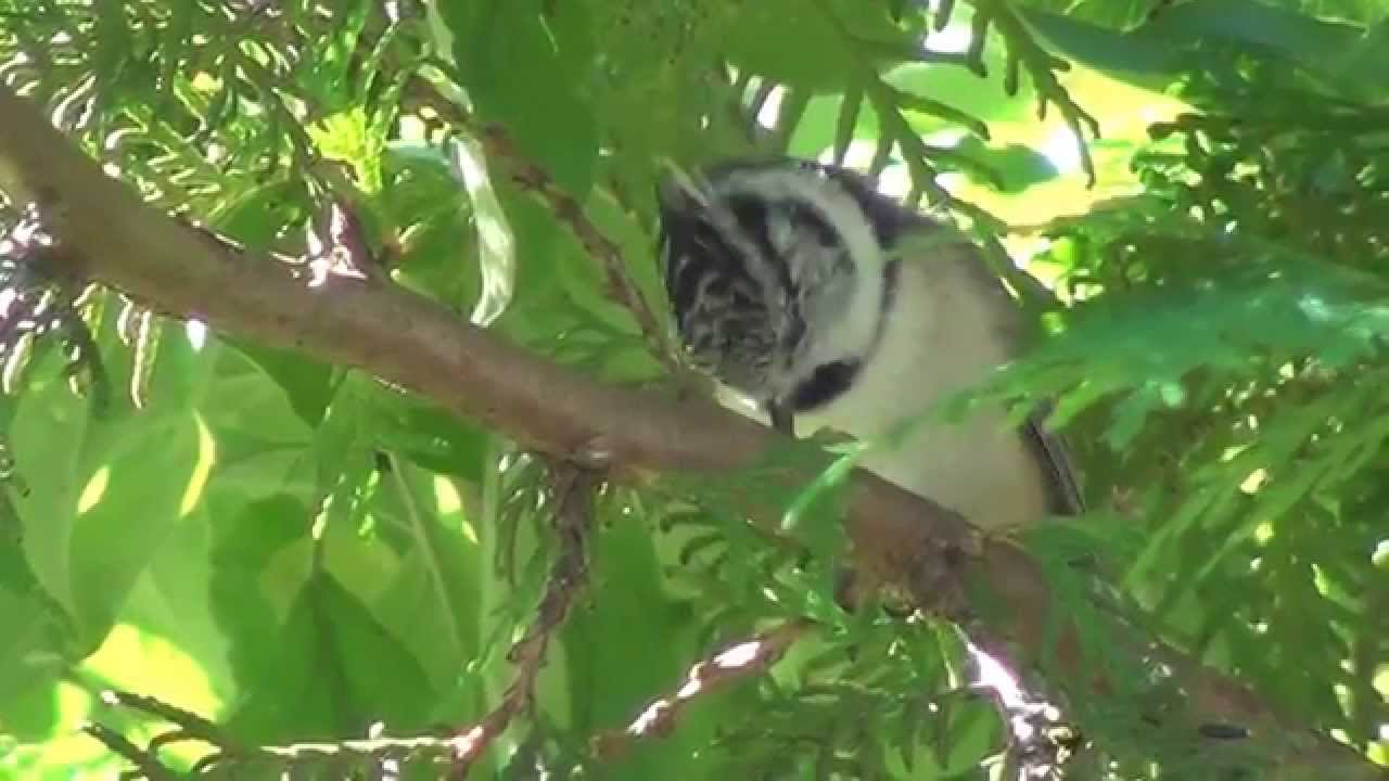 T&ouml;yht&ouml;tiainen &auml;&auml;ntelee ( Parus cristatus )
