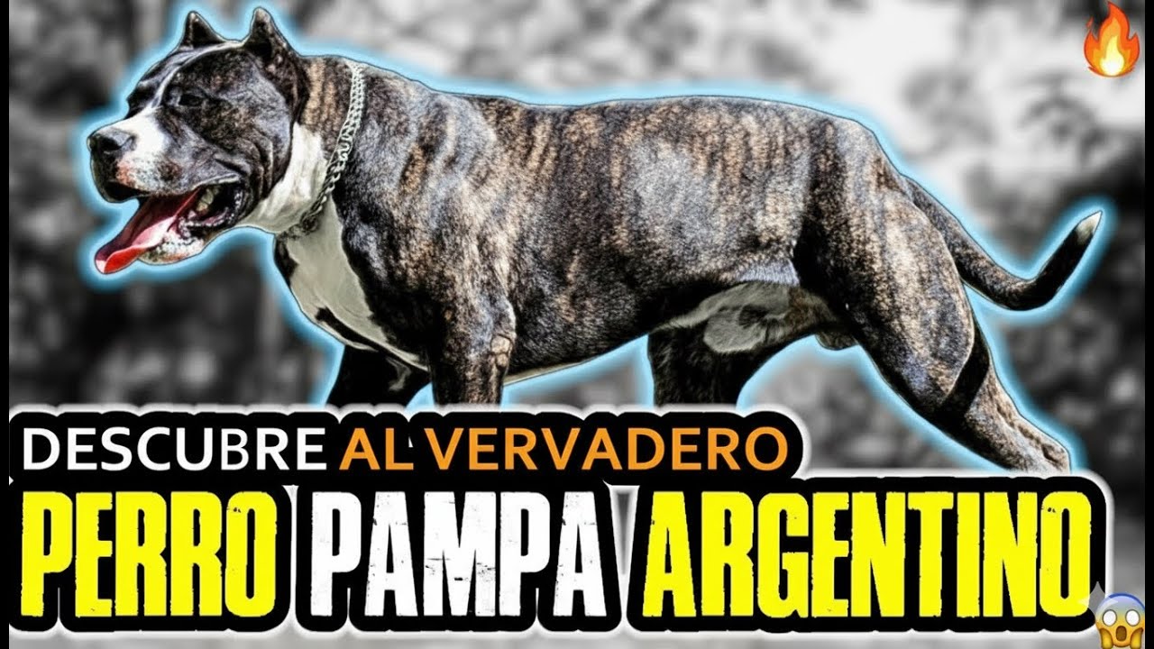 Perro Pampa: El ESTÁNDAR que NADIE te Muestra | Carácter Real del Gigante Argentino 🇦🇷🤯