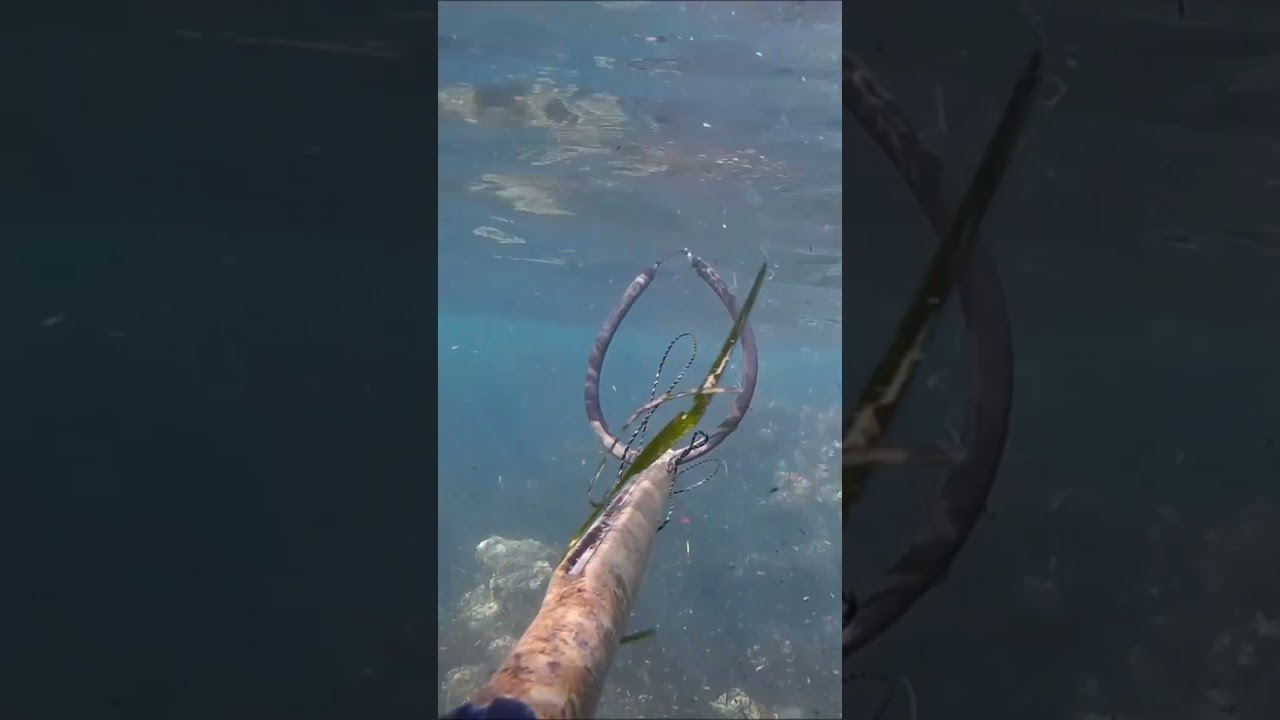 PESCA CON ARPON DESDE LA SUPERFICIE LUBINA ENTRE LA POSIDONIA EN SUSPENSION EN EL ARRECIFE