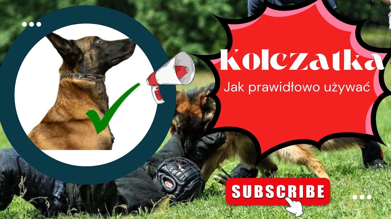 Kolczatka w treningu psa – skutecznie, świadomie i z motywacją