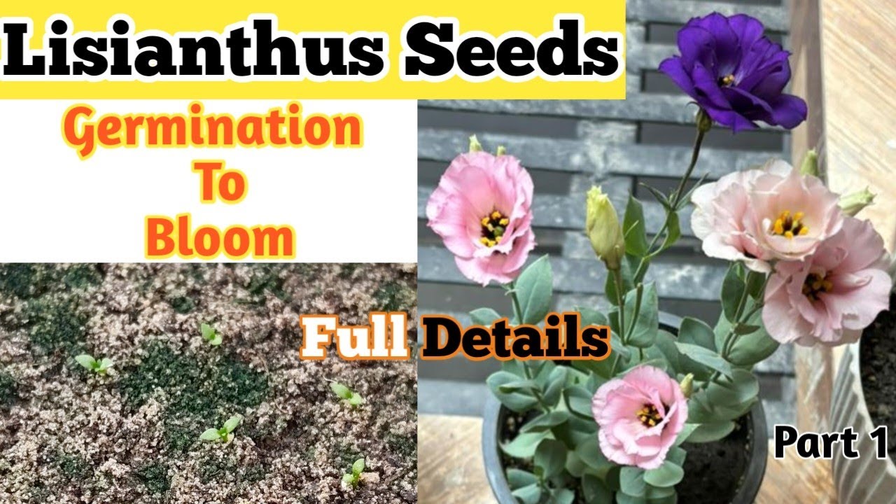 How to grow Lisianthus from seed | Lisianthus seed germination | Lisianthus from seed | 100% success