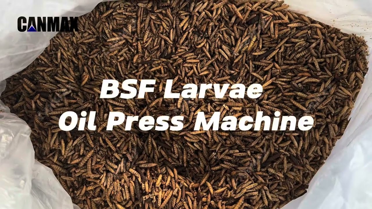 BSF larvae oil press machine dried black solder fly larvae oil mill for BSF meal and oil #bsf