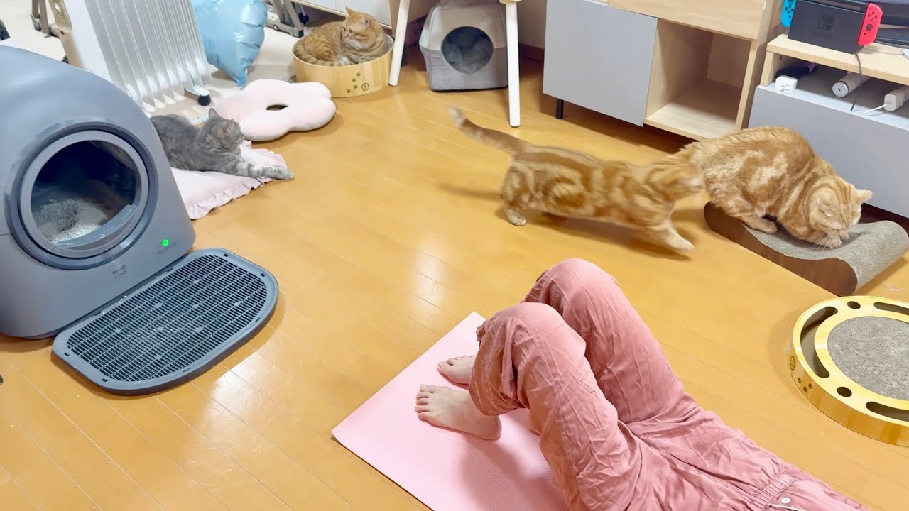 猫ちゃんたちに囲まれながらピラティス