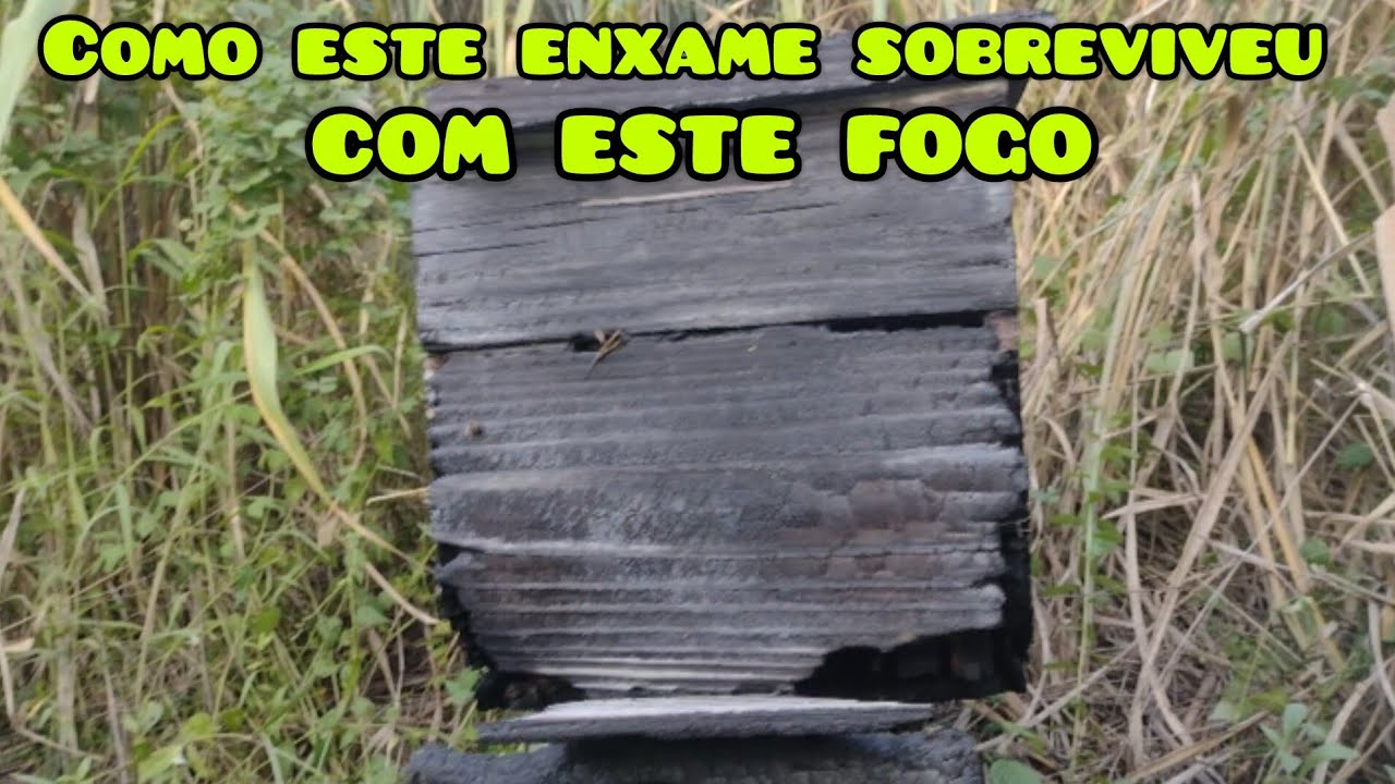 😢 Apiário que foi queimado e abandonado ? as que sobreviverão tive que transferir para caixa nova🐝