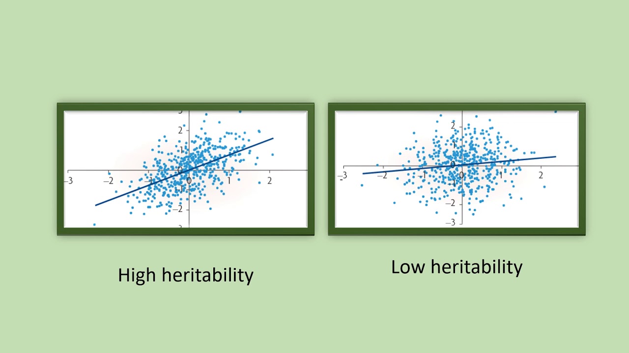 Quantitative genetics 5 - Estimating narrow sense heritability