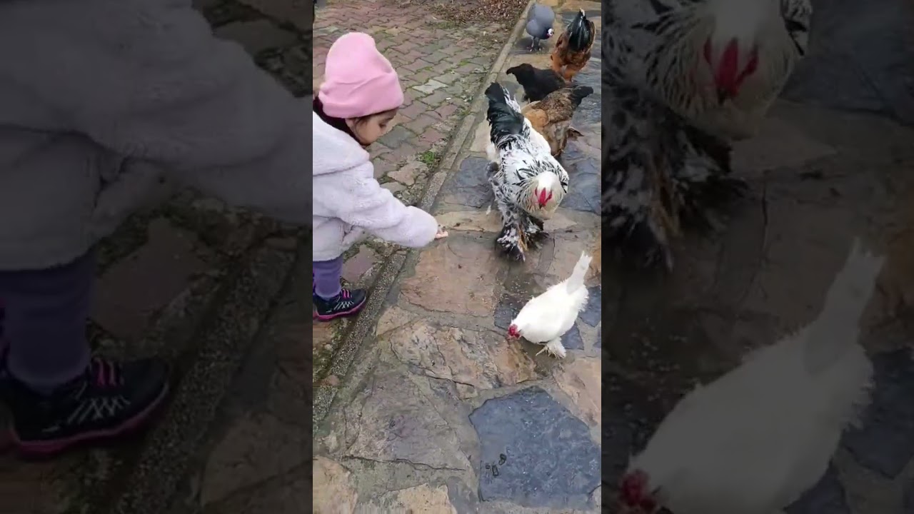 buldurcun besledik 1