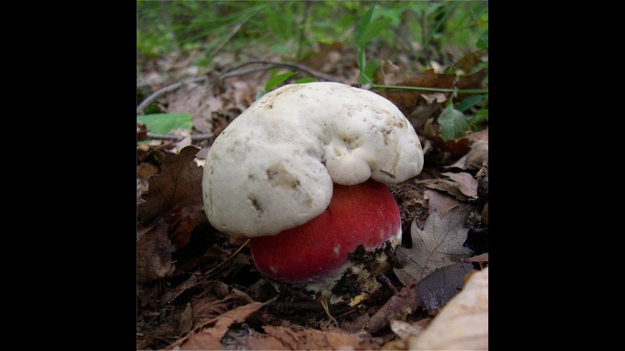 Boletaceae